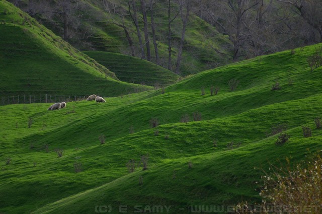 Green rolling hills in Hawkes bay New Zealand