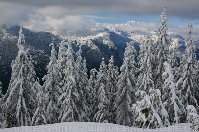 Snow Covered Trees - Mount Seymour