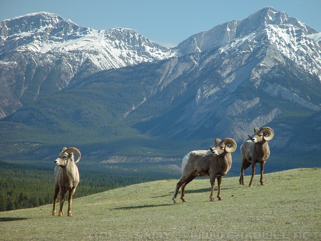 Professional photo of Big horn Rams in the Rockies