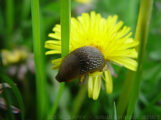 Slug on a flower