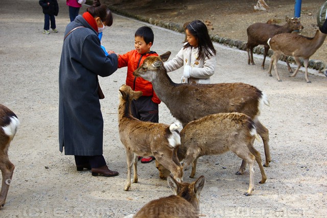 Deer - Nara
