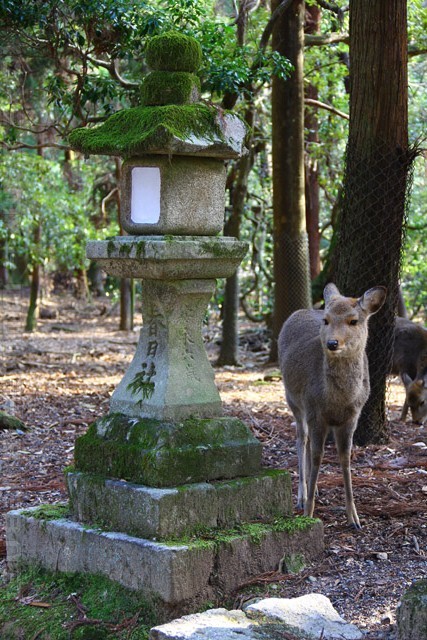 Lantern - Nara - Japan