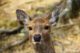 Deer - Nara