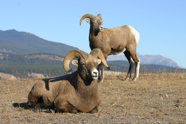 Big Horn Rams - Jasper - Alberta