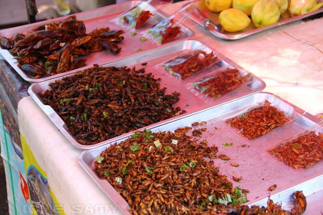 Fried Maggots, Crickets, and cockroaches