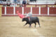Bullfighting - Plaza De Toros De Fuengirola - Spain