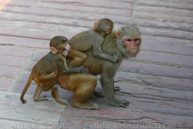 Monkeys at Agra Fort