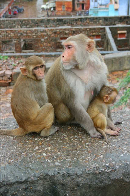 Rhesus Macaques - Monkey temple - Jaipur
