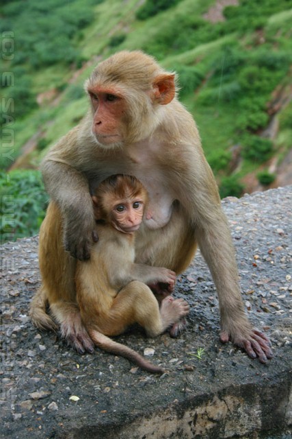 Rhesus Macaques - Monkey temple - Jaipur