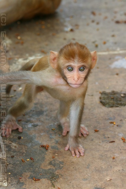 Rhesus Macaques - Gulta Monkey temple - Jaipur
