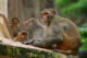 Rhesus Macaques - Galjati Monkey temple - Jaipur