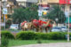 Camels in Jaipur - India