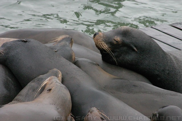 Pier 39 Seals - San Francisco