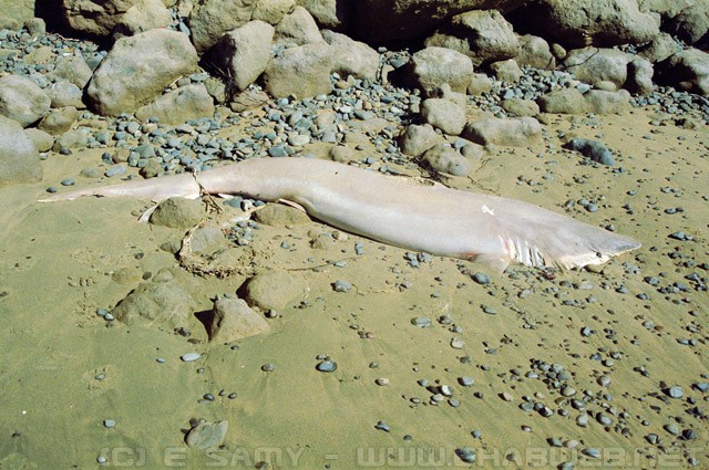 Dead beached Shark - Cape Kidnappers