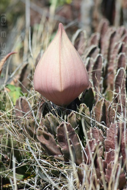 Stapelia Hirsuta Cactus - Oahu - Hawaii