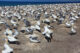 Gannets Colony - Cape Kidnappers - Hawke's Bay