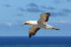 Flying Gannet - Cape Kidnappers - Hawke's Bay