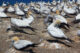 Gannets Colony - Cape Kidnappers - Hawke's Bay