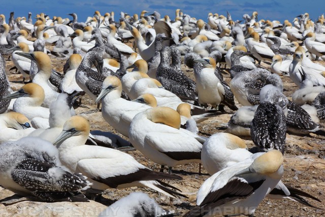Gannets Colony - Cape Kidnappers - Hawke's Bay - New Zealand