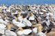 Gannets - Cape Kidnappers - Hawke's Bay - New Zealand