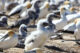 Gannets - Cape Kidnappers - Hawke's Bay - New Zealand