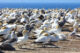 Gannet Colony - Cape Kidnappers - Hawke's Bay - New Zealand