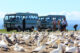 Cape Kidnappers Gannet Colony tour buses