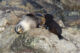 Baby Fur Seals - Tauranga Bay - South Island