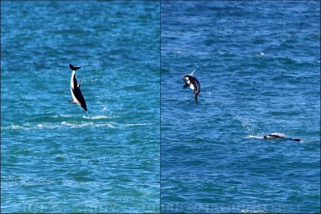 Jumping Dolphins - Kaikoura - New Zealand
