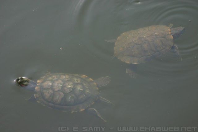 Water Turtles - Zhouzhuang - 周庄