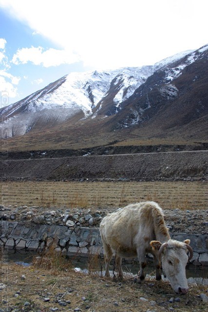 Young Cow - Tibet - བོད - 藏区 - 西藏自治区