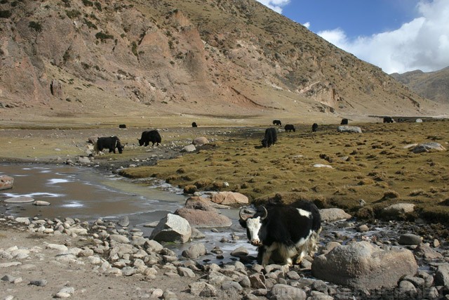 Tibetan Yaks - Tibetan Plateau - Tibet - བོད - 藏区 - 西藏自治区