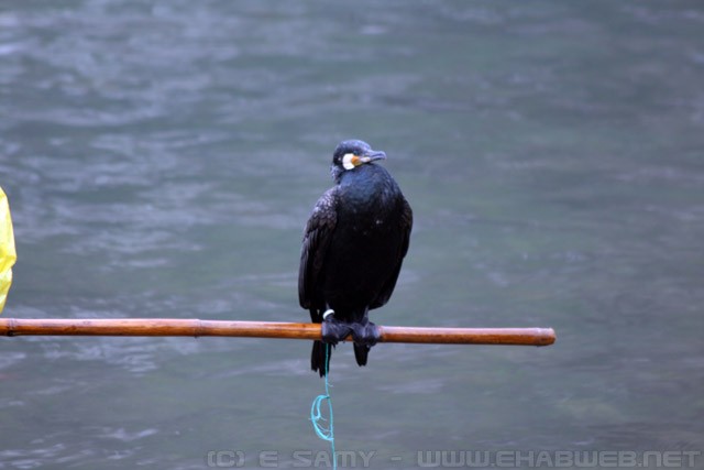 Fishing Cormorant - Guilin - China