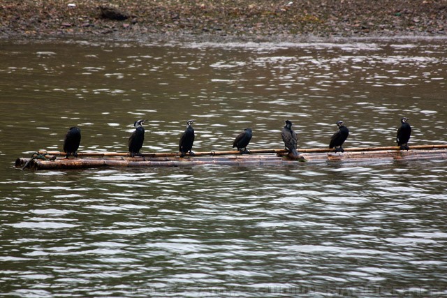 Cormorant birds - Li River - 漓江