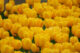 Field of Yellow Tulips