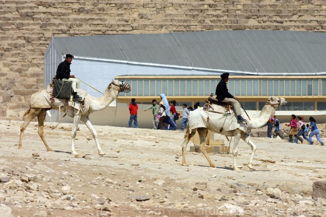 Police on a camel - Pyramids at Giza - أهرامات الجيزة