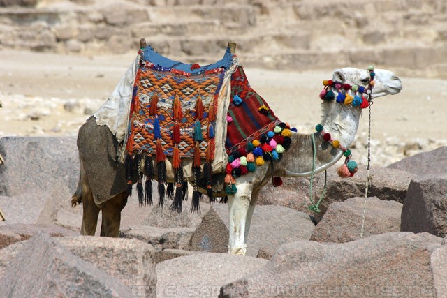 Camel at the Pyramids at Giza - أهرامات الجيزة