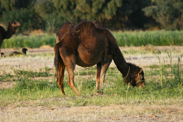 Camel - Bahariya Oasis - Egypt - الواحات البحرية