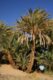 Ein Khadra Desert Oasis - Akabat - Egypt - واحة عين خضرة - العقبات