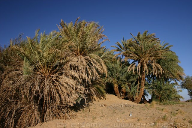 Desert Oasis - Egyptian Desert - الصحراء المصرية