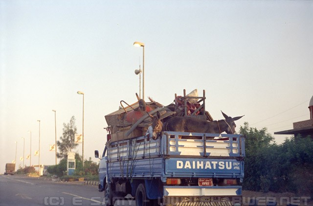 Donkey being transported on the back of a truck