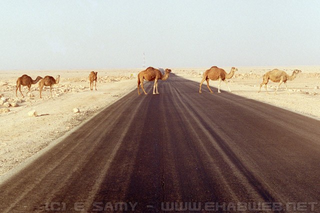Camels on the road - Egyptian Desert - الصحراء المصرية