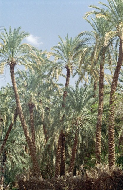 Palm trees - Bahariya Oasis - الواحات البحرية