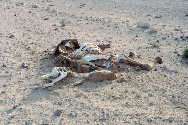 Dead Camel - Egyptian Desert - الصحراء المصرية