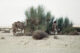 Camels - Eastern Desert - Egypt - الصحراء الشرقية