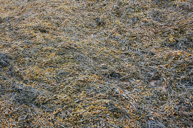 Sea weeds - Bay of Fundy - New Brunswick