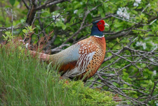 Pheasant - Nova Scotia