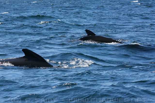 Long Finned Pilot Whales - Nova Scotia