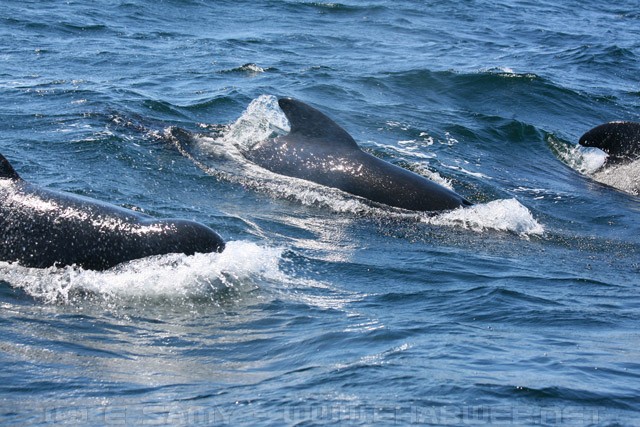 Long Finned Pilot Whales - Nova Scotia