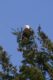 Bald Eagle - Whytecliff Park